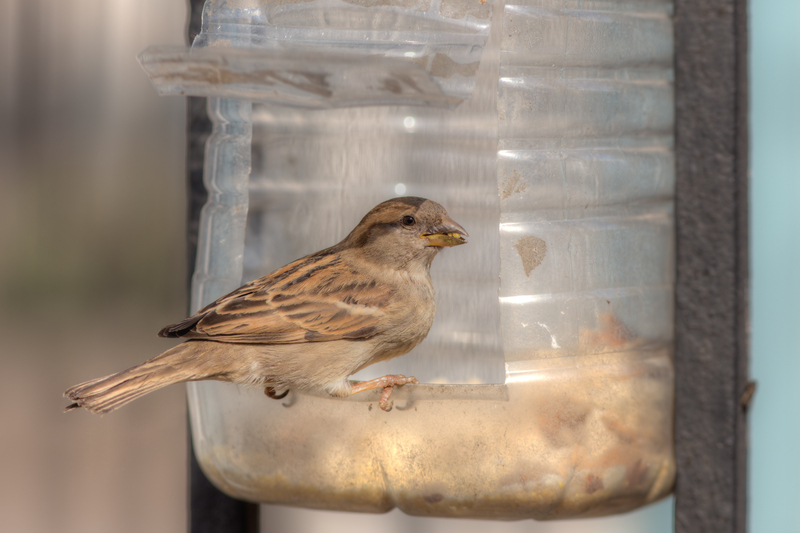 waste disposal waste